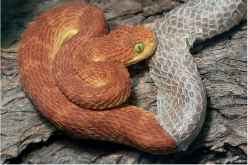 What is the best snake repellent to keep snakes away?