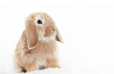 How to choose an effective rabbit repellent?