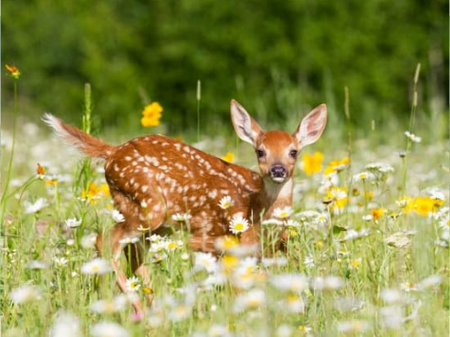 Which deer repellent products work best?