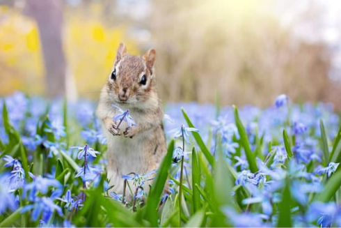 How to keep chipmunks out of garden flower pots