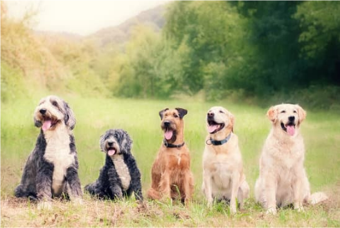 5 effective ways to keep dogs away