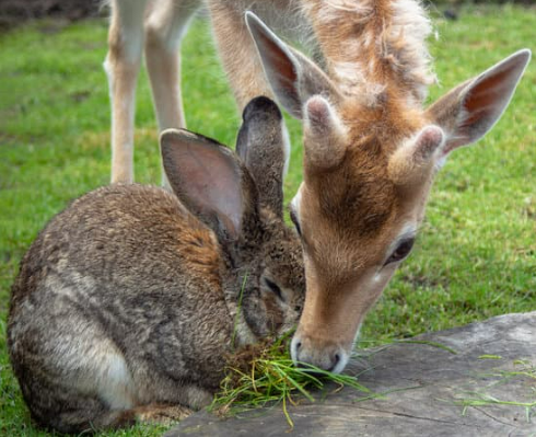 8 tips for choosing an individual deterrent versus a repels all animal repellent