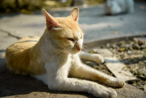 Best way to keep stray cats out of your yard