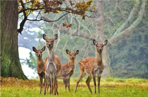 How to determine the most effective deer repellent?