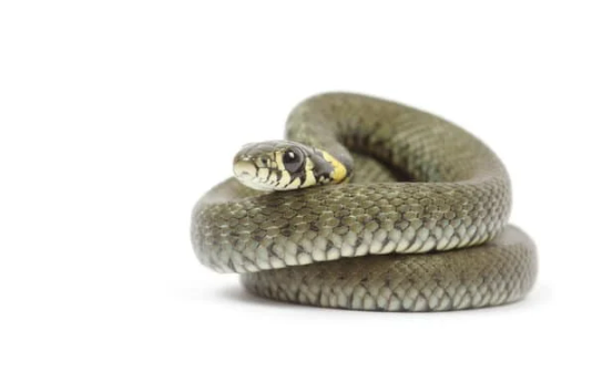 7 steps to keep snakes away from the house