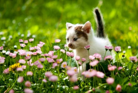 How to choose the best cat deterrent spray