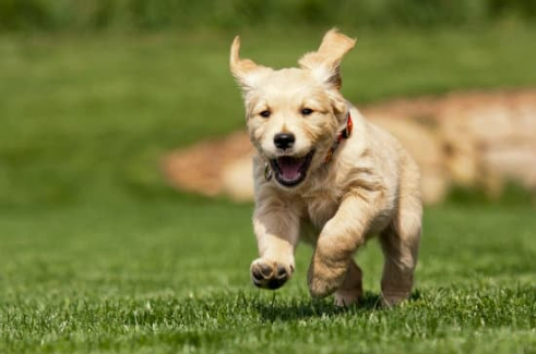 TYPES OF DOG REPELLENT SPRAYS