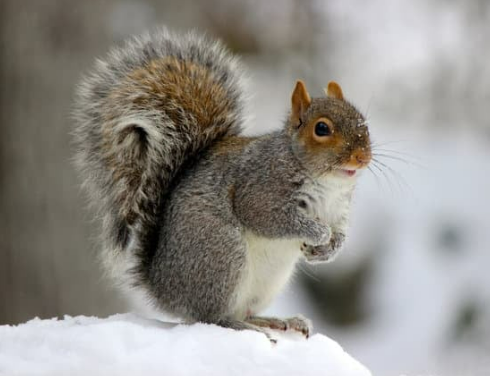 What to look for in a squirrel repellent spray?