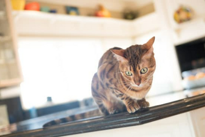 5 Effective ways of keeping cats off counters