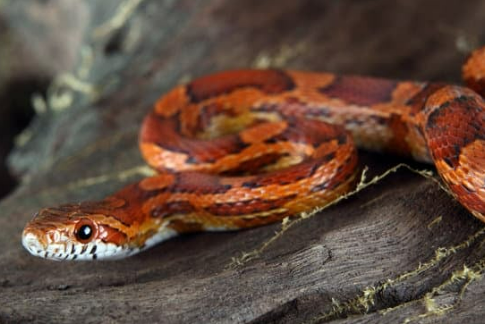Tips on how to keep snakes away from your home and who to call if