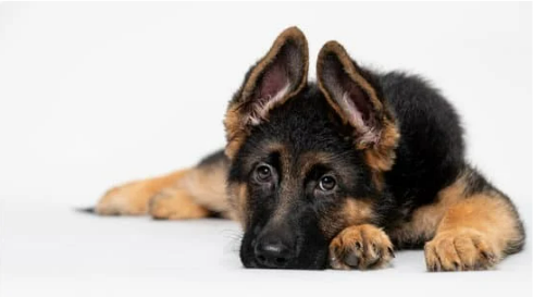 Benefits of dog repellent sprays