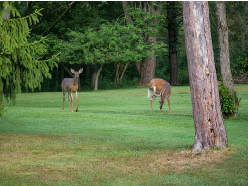 6 humane deer deterrent solutions to keep deer off your property 