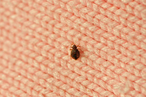 Guaranteed bed bug killer: The only guide you need to treat your home for bed bugs.