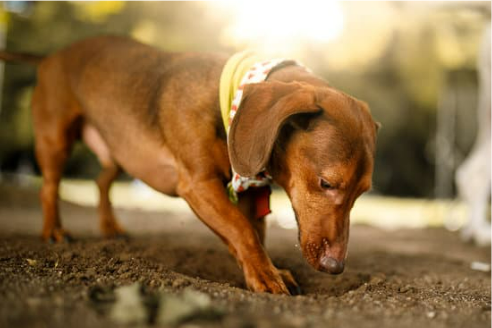 How to use dog repellent sprays for the best results