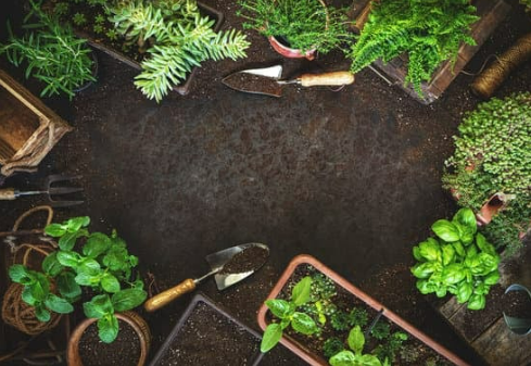 How to choose the best animal repellent for garden