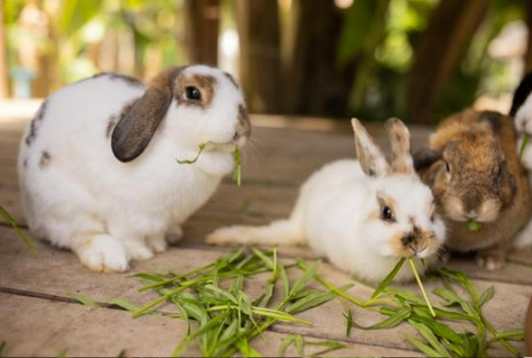 Keep rabbits away from your garden