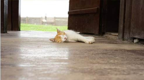 Best way to keep stray cats out of your yard