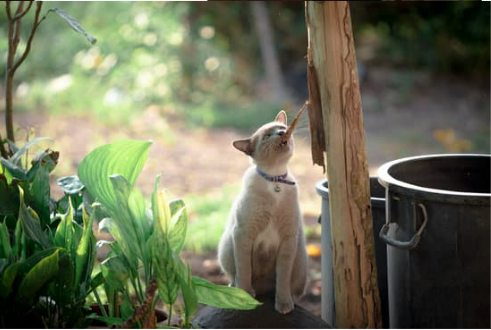 How to keep stray 2024 cats off patio furniture