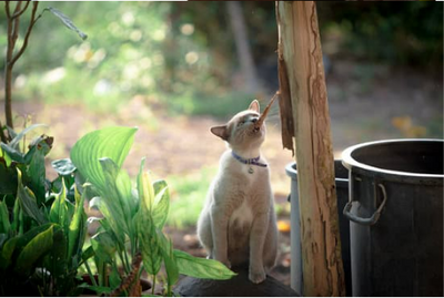 5 steps to keep cats away from yard
