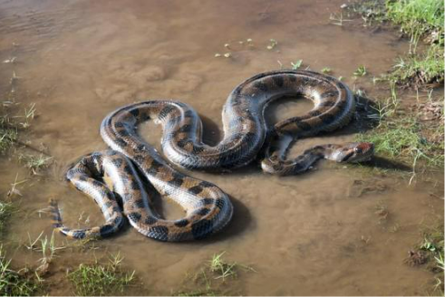 5 Factors to consider when looking for the best snake repellent