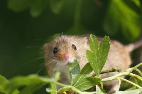 How to effectively get rid of mice using mice repellents