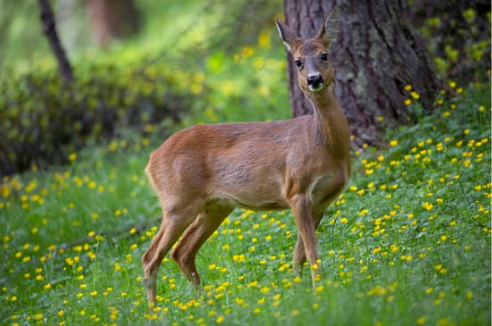 Deer repellent plants and flowers; what works and what doesn’t