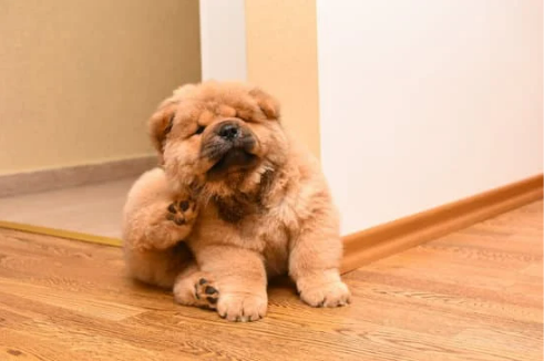 HOW DO I KEEP FLEAS FROM BITING PETS?