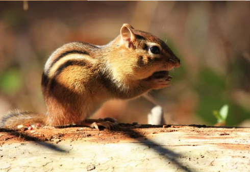 How to get rid of chipmunks in the yard