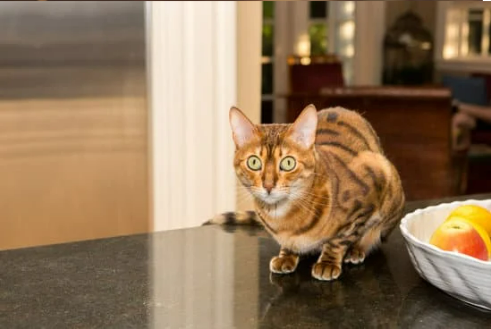 Keeping cats off counters Nature s Mace