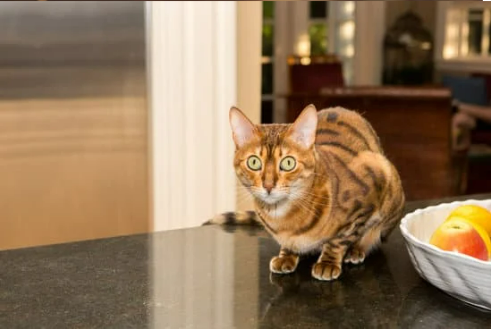How to keep cats off your counters?