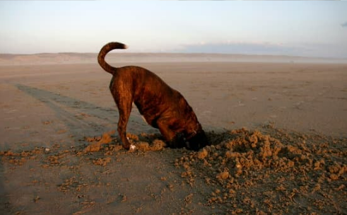 Diy dog top digging deterrent