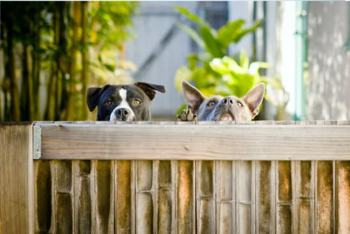 Fence to keep outlet dogs out of garden