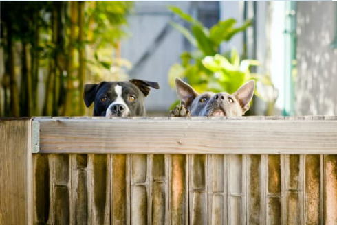 Neighbours dog top digging under fence