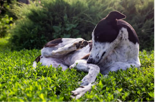 What is the best dog repellent for lawns?