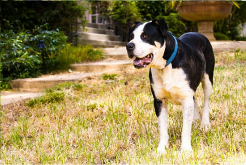 Everything you must know about using a dog deterrent spray…