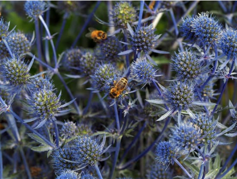 Do deer proof flowers exist?