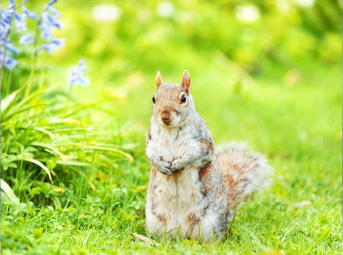 How to keep squirrels out of the garden