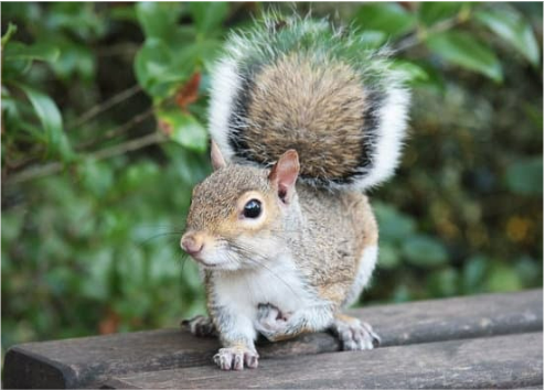 How to keep squirrels away
