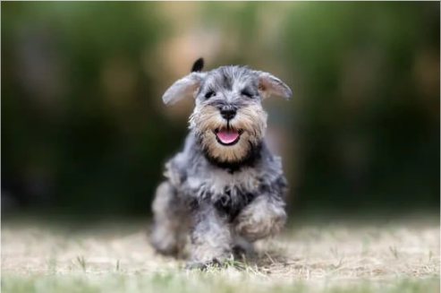 How do dog repeller sprays work Nature s Mace