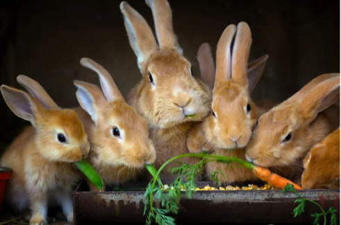 How to get rid of rabbits in my yard?