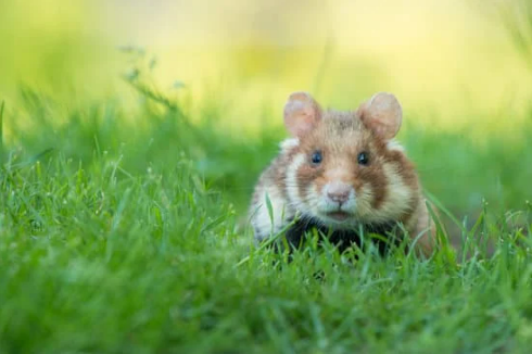 RODENT REPELLENTS