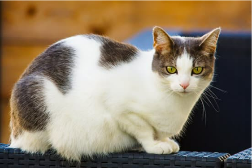 Pet off top furniture spray