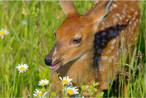 Do deer repellent flowers effectively protect your garden?