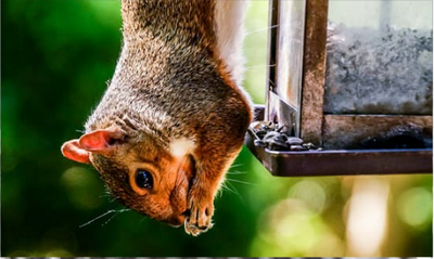 How do you stop squirrels from eating bird food