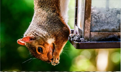 How do you stop squirrels from eating bird food