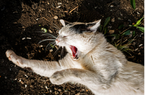 Keep cats out of my yard