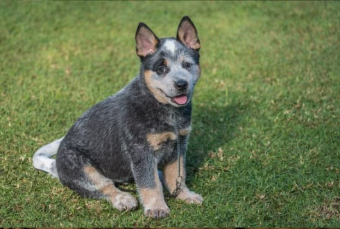 Ammonia dog clearance repellent