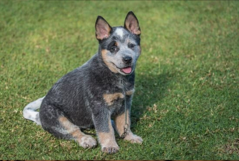 Everything you need to know about dog repellents