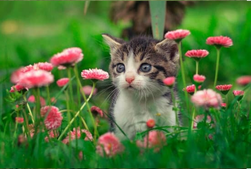 7 ways to keep cats out of the yard.