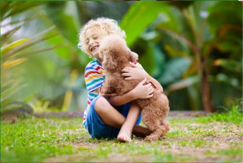 Dog Deterrents